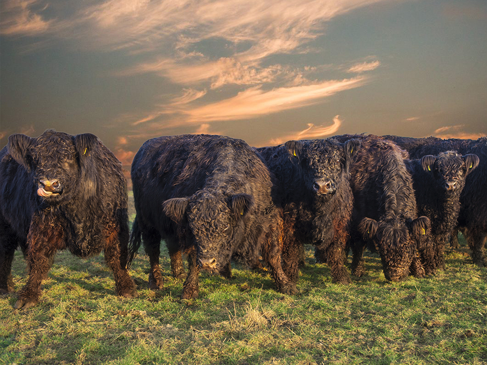 Galloways